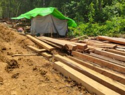 Diduga Ilegal Loging Berkedok Kordinasi Desa Kampar Sebomban, Lemasnya Pengawasan APH Wilayah Hukum Kabupaten Ketapang 