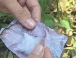 Satresnarkoba Polres Tanggamus Berhasil Menggagalkan Peredaran Narkotika Jenis Sabu