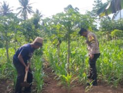 Program Polri 100 Hari Asta Cita, Bhabinkamtibmas Polsek Talangpadang Polres Tanggamus,Dorong Ketahanan Pangan Kepada Pemilik Pertanian
