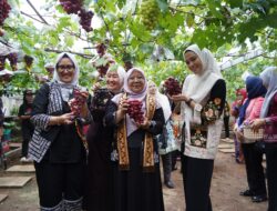 Pj Ketua TP-PKK Provinsi Lampung Dukung Pengembangan Anggur Pringsewu 