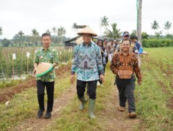 Bupati Pringsewu H. Riyanto Pamungkas Panen Cabai Merah di Pekon Enggal Rejo 
