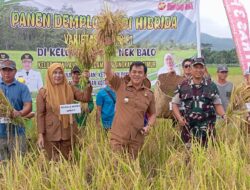 Dandim 1202/Skw Hadiri Panen Perdana Padi Hibrida di Poktan Nek Balo.
