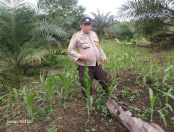 Bhabinkamtibmas dan Poktan LELAMOK RAYA Cek Progres Tanaman Jagung di Sebangki