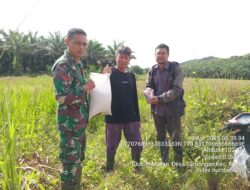 Koramil 1204-05/Noyan Menyalurkan Bibit Padi Kepada Masyarakat