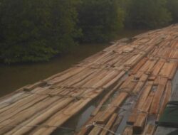 Perambahan Hutan dipulau Tebing Tinggi Lahan Gundul Bisa Bencana Alam Mengancam,Ketua LAMR Soroti Perambahan Hutan Di pulau Tebing Tinggi