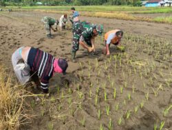Babinsa Koramil 1209-05/Sml Dampingi Warga Tani Dalam Penanaman Padi