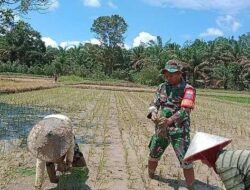 Kebersamaan Babinsa Dengan Kelompok Tani Dalam Penanaman Padi