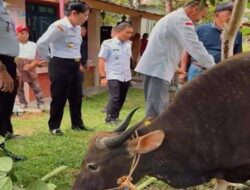Bantuan Sapi Kurban di kelurahan Mayasopa dalam rangka Hari Raya Idul Adha 1446 H