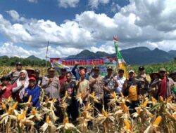 Panen Raya Jagung Serentak Kuartal II Tahun 2025 Kapolres Bersama Forkopimda Kota Singkawang