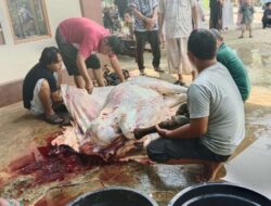 Surau Ash Sholihin sembelih dua Ekor Sapi Kurban Jelang Hari Raya Idul Adha 1446 H