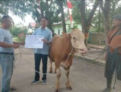 Pemerintah kota Singkawang menyerahkan  bantuan sapi kurban dari Presiden Republik Indonesia pada Hari Raya Iduladha 1446 H