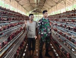 Babinsa Seberkat Laksanakan Komsos Bersama Peternak Ayam Petelur di Wilayah Binaan