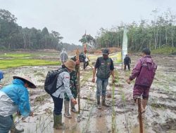 Dukung Ketahanan Pangan, Kodim 1209/Bengkayang Dampingi Tanam Padi di Lahan Cetak Sawah Rakyat