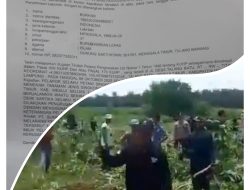 Diduga Dirusak Kelompok Orang dari PT SIP, Petani Kecil Mesuji Terancam Kehilangan Nafkah