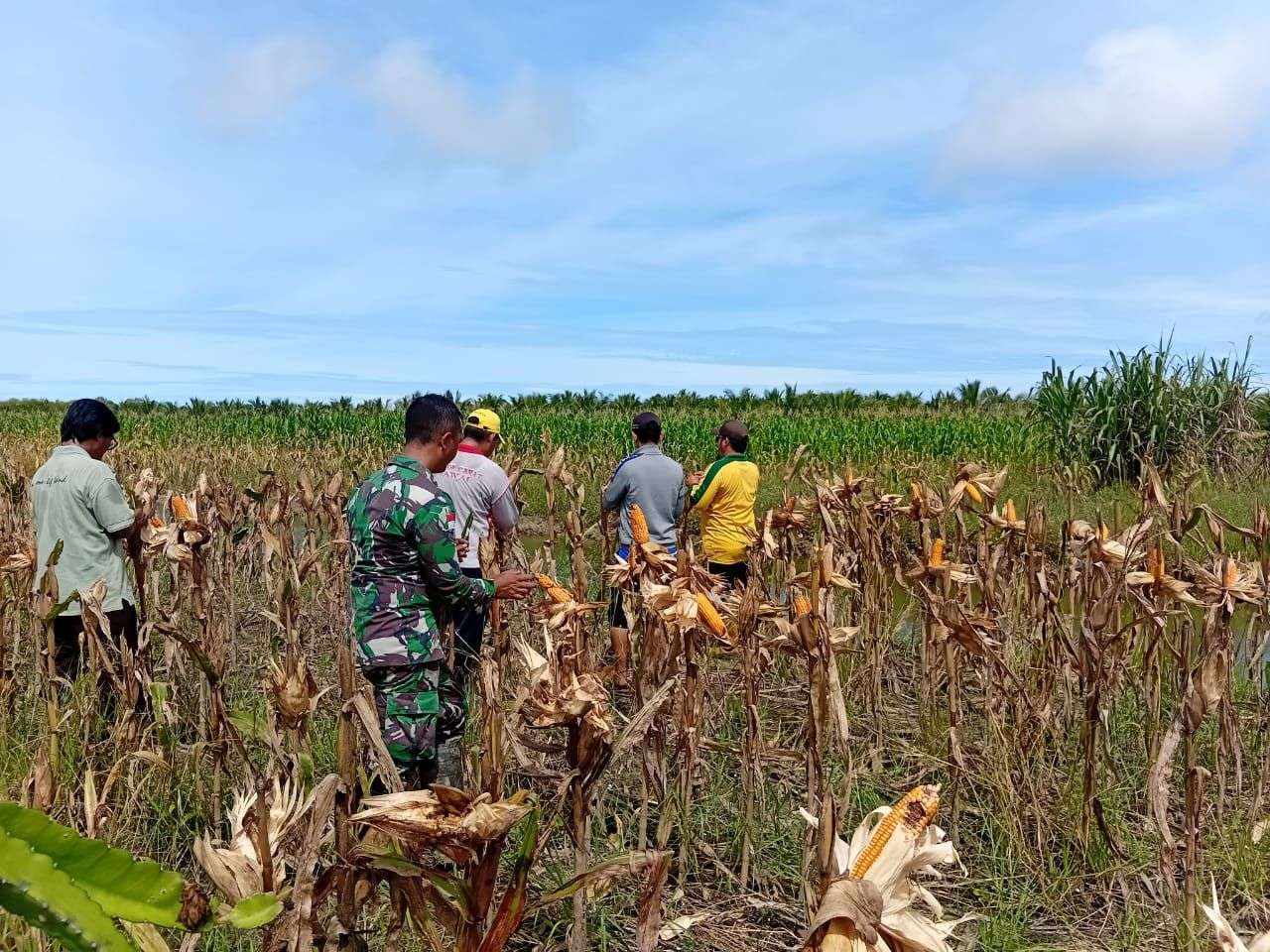 Dukung Ketahanan Pangan Babinsa 