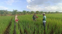 Dukung Ketahanan Pangan, Anggota Koramil 05/Pemangkat Laksanakan Komsos Bersama Petani Padi