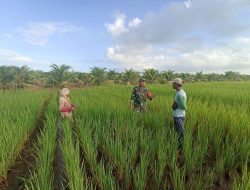 Dukung Ketahanan Pangan, Anggota Koramil 05/Pemangkat Laksanakan Komsos Bersama Petani Padi