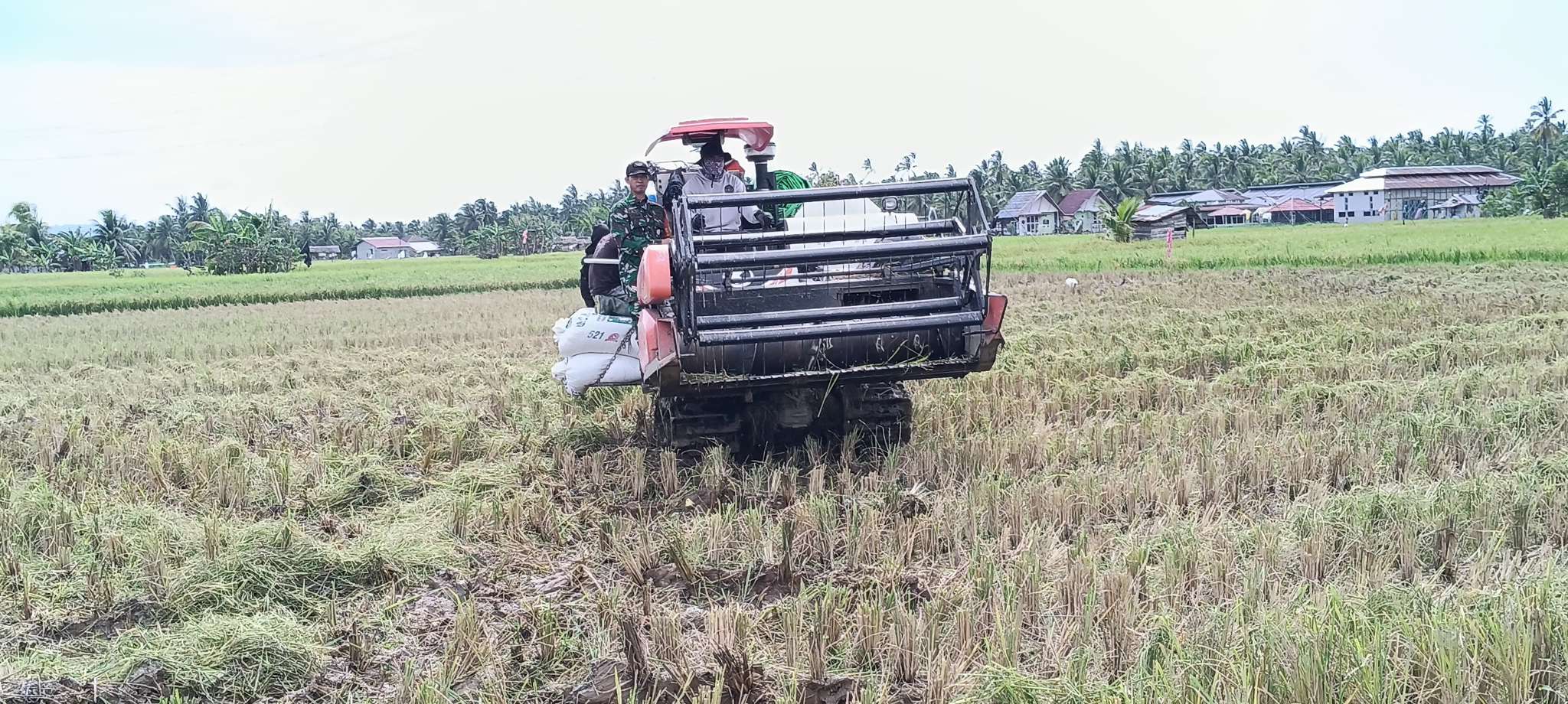 Babinsa Kuala Dampingi PPL