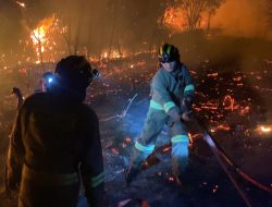 Respons Cepat Polda Kepri, Kebakaran Hutan di Sembulang Batam Berhasil Dikendalikan