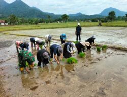 Babinsa Turun ke Sawah, Dukung Swasembada Pangan Bersama Poktan Peduli