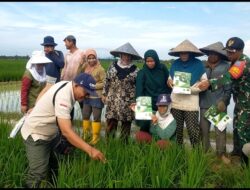 Babinsa dan Gapoktan Bersinergi Pantau Pertumbuhan Padi di Desa Segedong