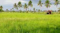 Petani Desa Sungai Pelang Keluhkan Irigasi Tak Berfungsi Optimal, Pemerintah Diminta Hadir Beri Solusi