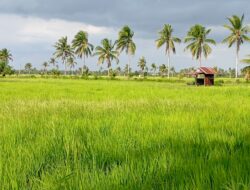 Petani Desa Sungai Pelang Keluhkan Irigasi Tak Berfungsi Optimal, Pemerintah Diminta Hadir Beri Solusi