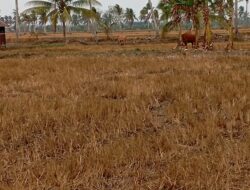 Irigasi Bermasalah, Ratusan Hektare Sawah Sungai Pelang Terancam Gagal Panen
