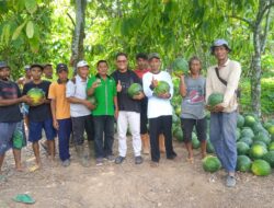 PANEN SEMANGKA MELIMPAH DI TENGAH KETERBATASAN AIR, PETANI MILENIAL PESAWARAN MENANTI PERHATIAN DAN BANTUAN SARANA DARI PEMERINTAH